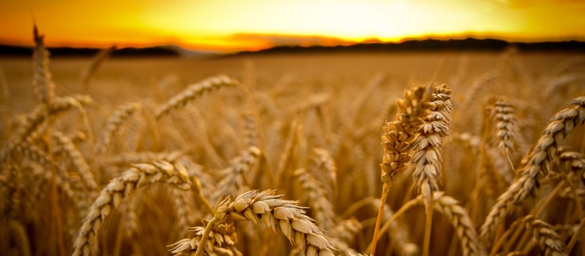 GM-Wheat