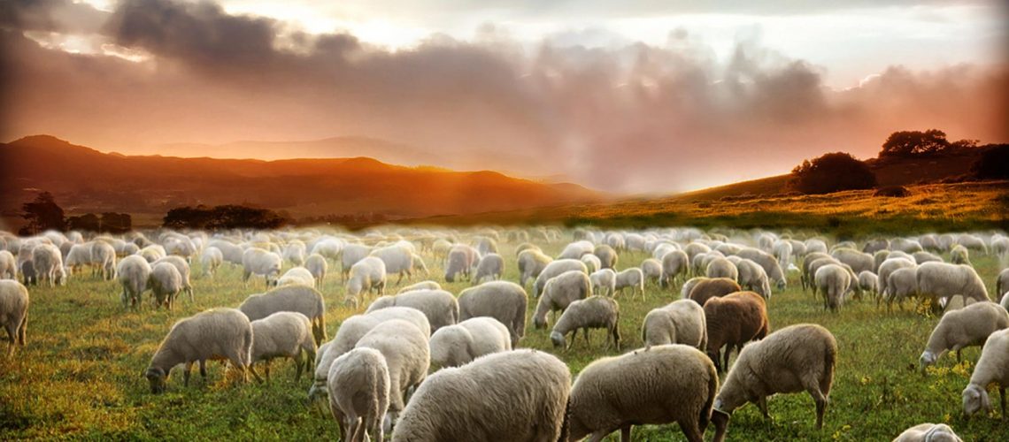 In-Sheeps-Cothing-Background