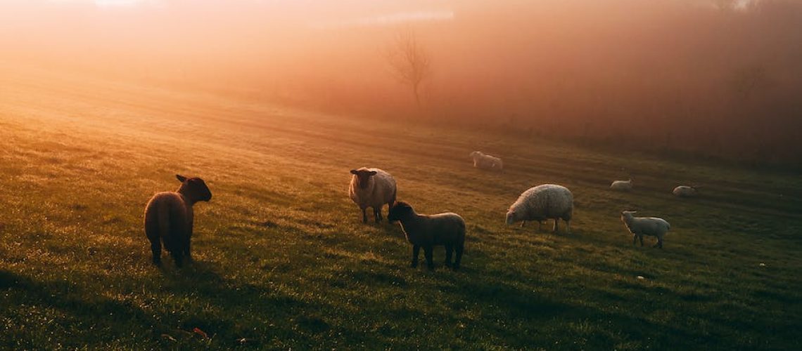 Sheepies
