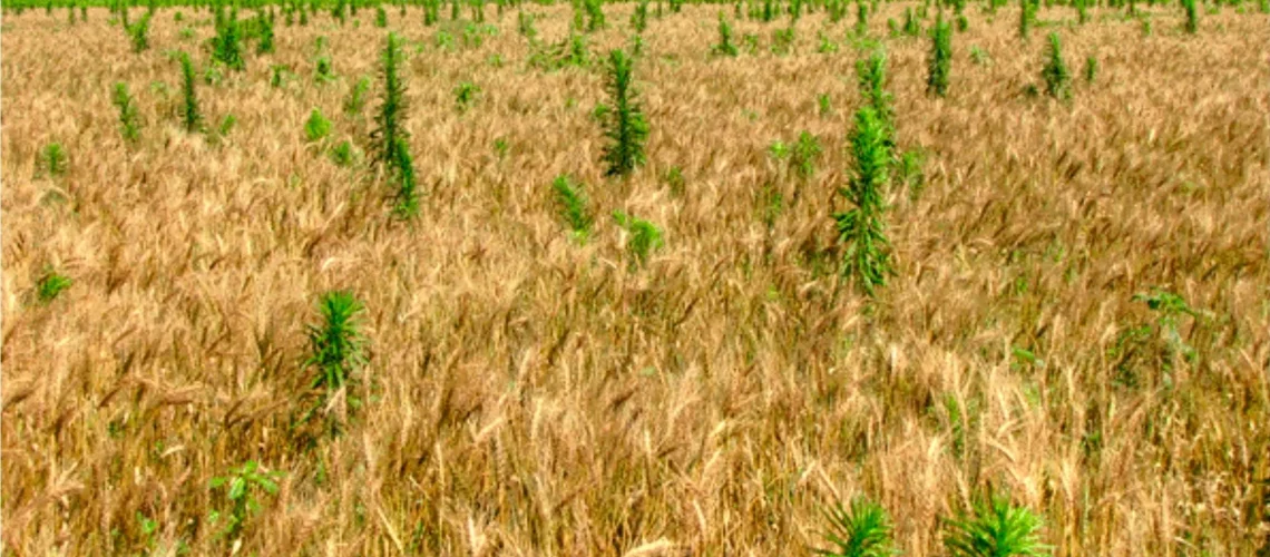 weeds among the wheat
